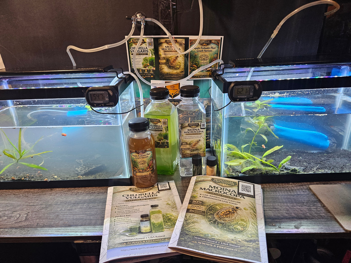 Dual 2.5gal glass tanks for Moina/Daphnia/Chlorella Culturing, air pump & lights