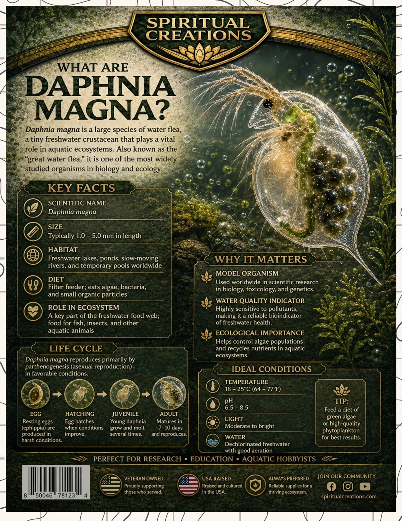 Daphnia Magna educational poster