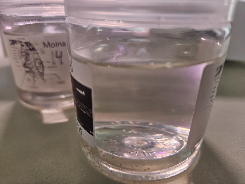 1000+ Live Moina Macrocopa (Daphnia's Smaller Cousin)  Culture, food mix too!