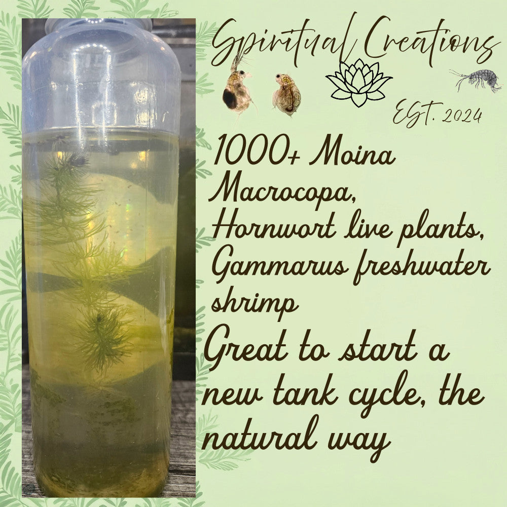 1000+ Live Moina Macrocopa Culture, Hornwort, Java Fern Live plants,snails,shrim