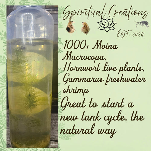 1000+ Live Moina Macrocopa Culture, Hornwort, Java Fern Live plants,snails,shrim