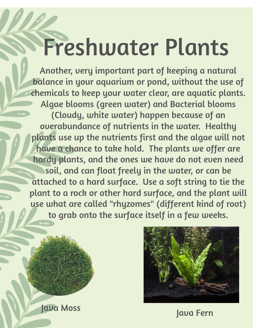 1000+ Live Moina Macrocopa Culture, Hornwort, Java Fern Live plants,snails,shrim