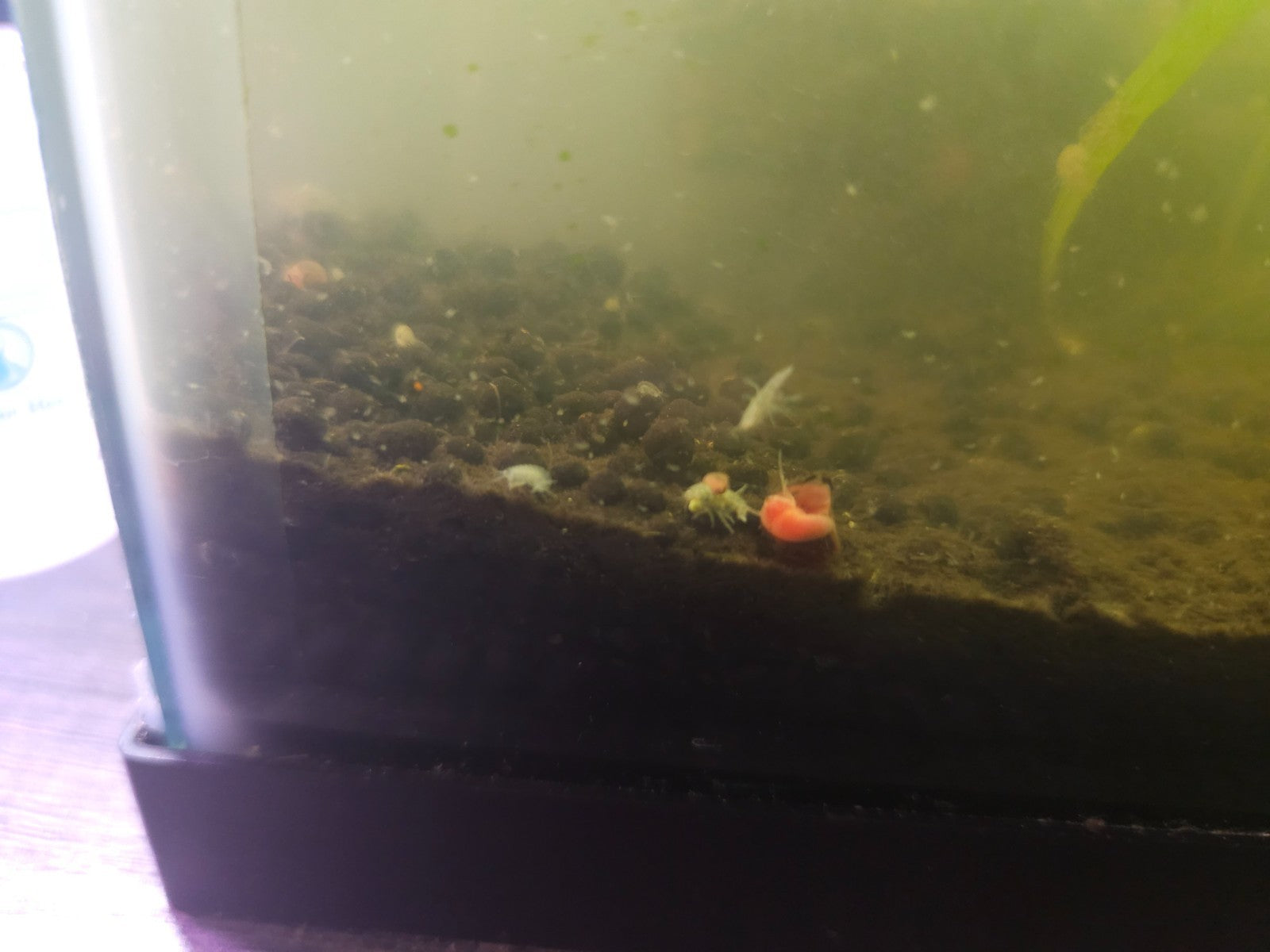 Pink/Orange Ramshorn freshwater snails 10+
