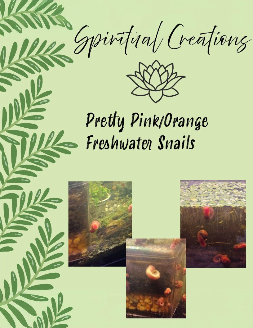 Pink/Orange Ramshorn freshwater snails 10+