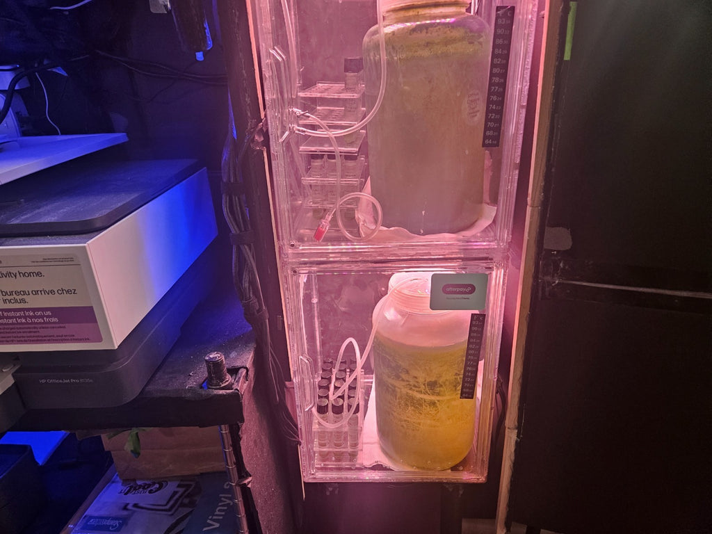 2000+ Live Moina Macrocopa 22oz container, with spirulina and dry yeast food mix