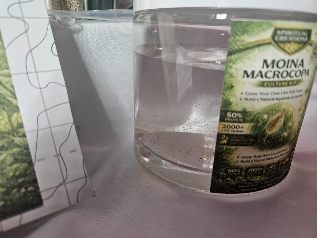 2000+ Live Moina Macrocopa 22oz container, with spirulina and dry yeast food mix