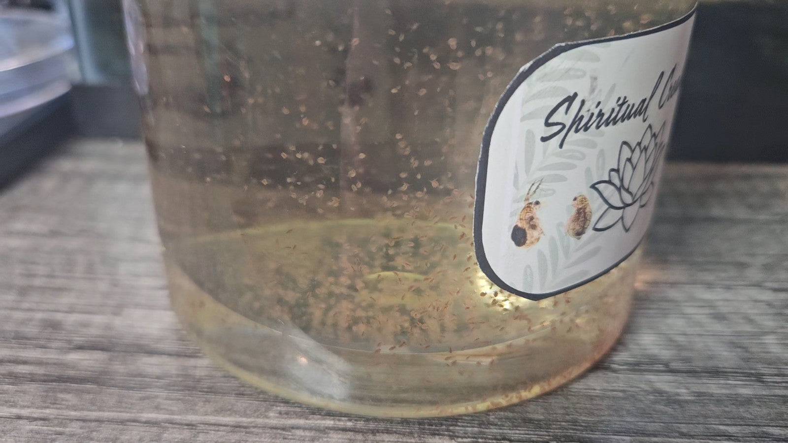 Live Moina Macrocopa 1000+ & Live Chlorella Vulgaris Cultures +Nutrients