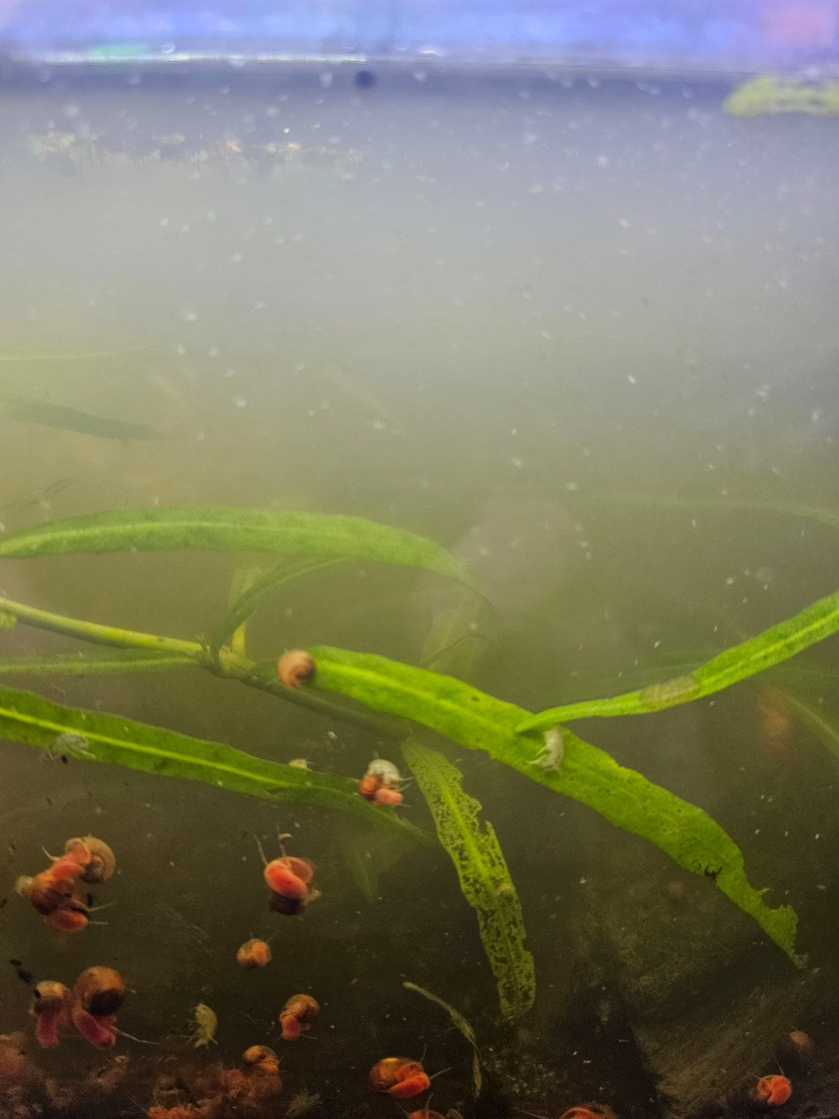 Pink/Orange Ramshorn freshwater snails 10+