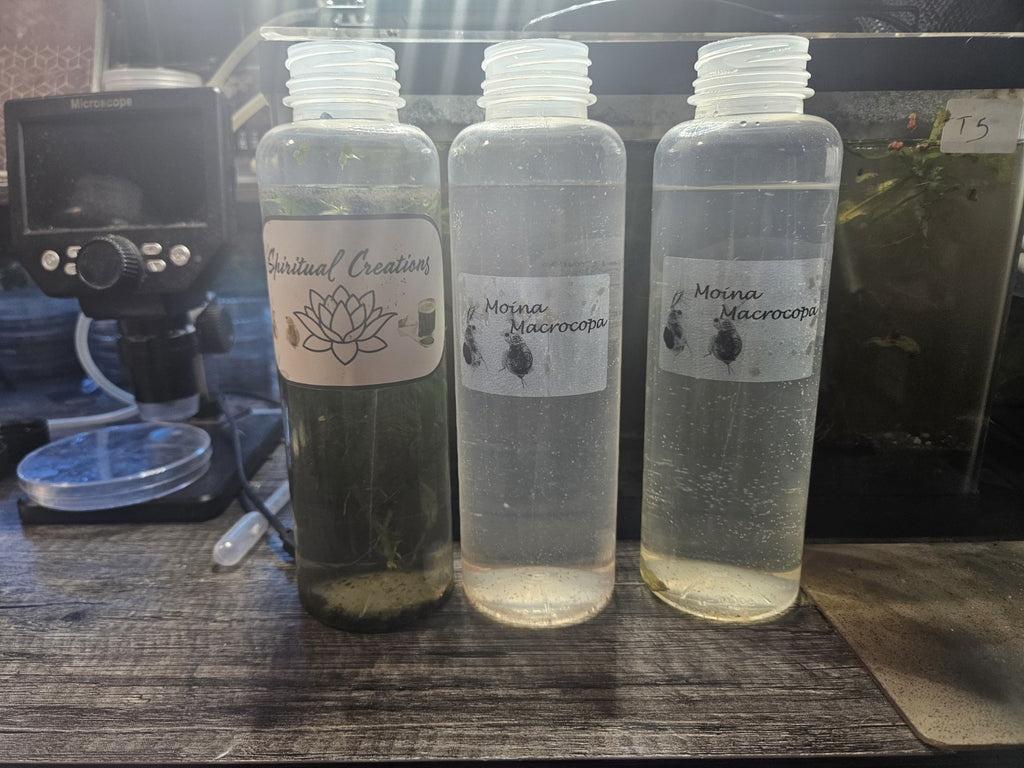 1000+ Live Moina Macrocopa (Daphnia's Smaller Cousin)  Culture, food mix too!