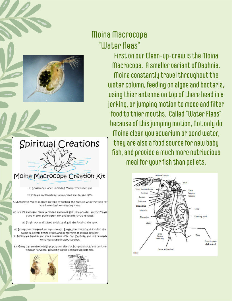 1000+ Live Moina Macrocopa (Daphnia's Smaller Cousin)  Culture, food mix too!