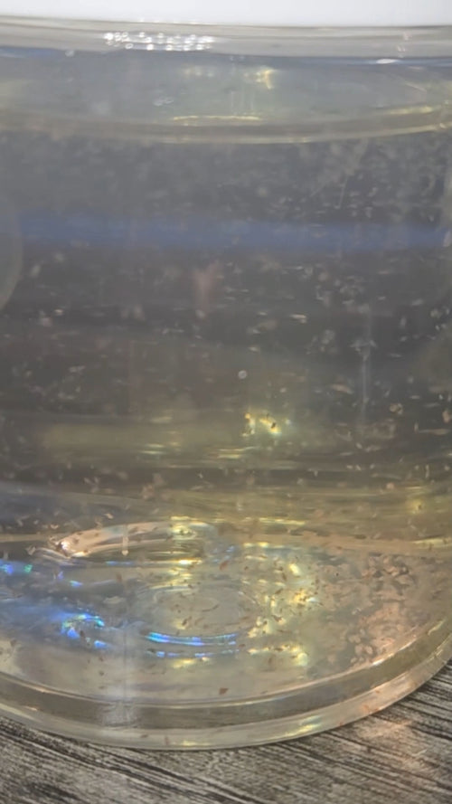 2000+ Live Moina Macrocopa 22oz container, with spirulina and dry yeast food mix