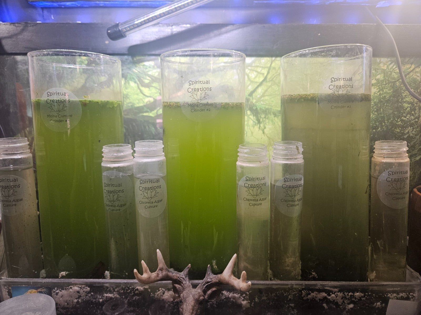 Live Chlorella Vulgaris Culture (500ml) and Algae Growth Nutrient (250ml)