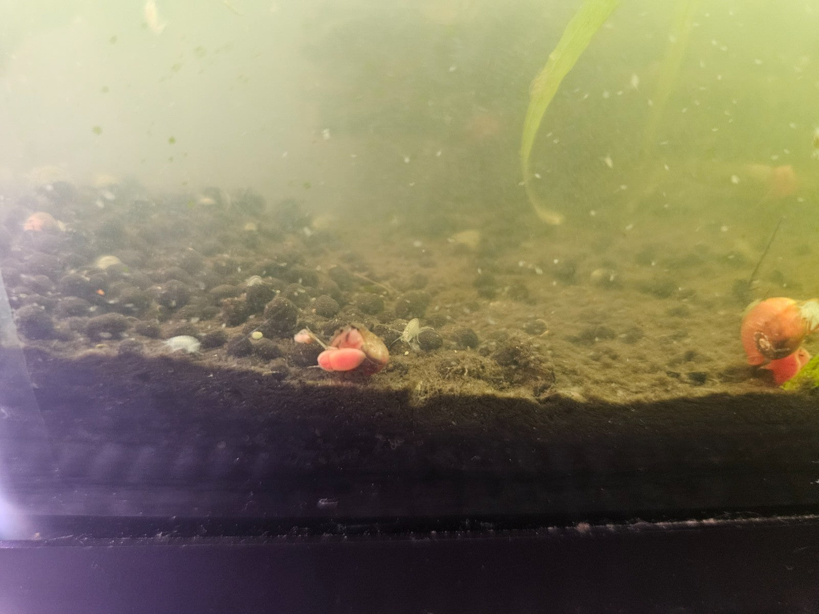 Pink/Orange Ramshorn freshwater snails 10+