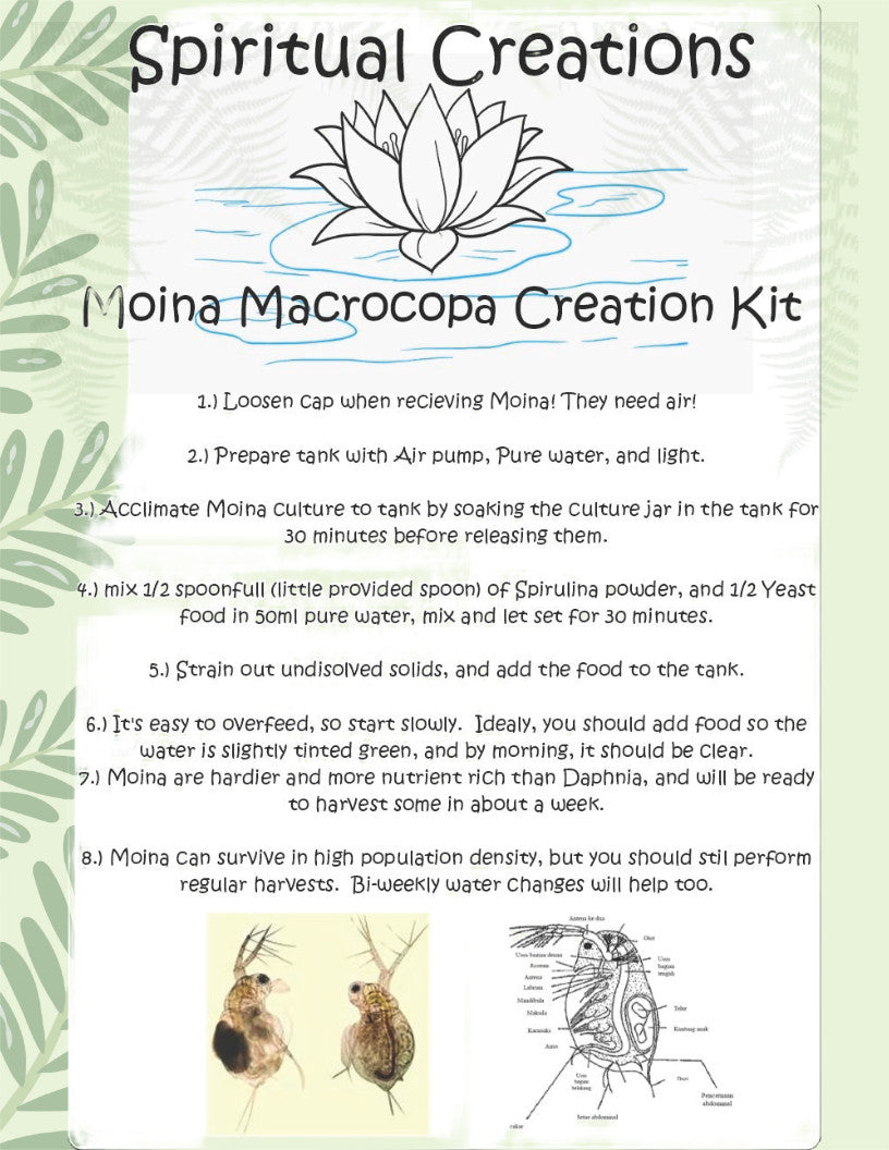 2000+ Live Moina Macrocopa 22oz container, with spirulina and dry yeast food mix