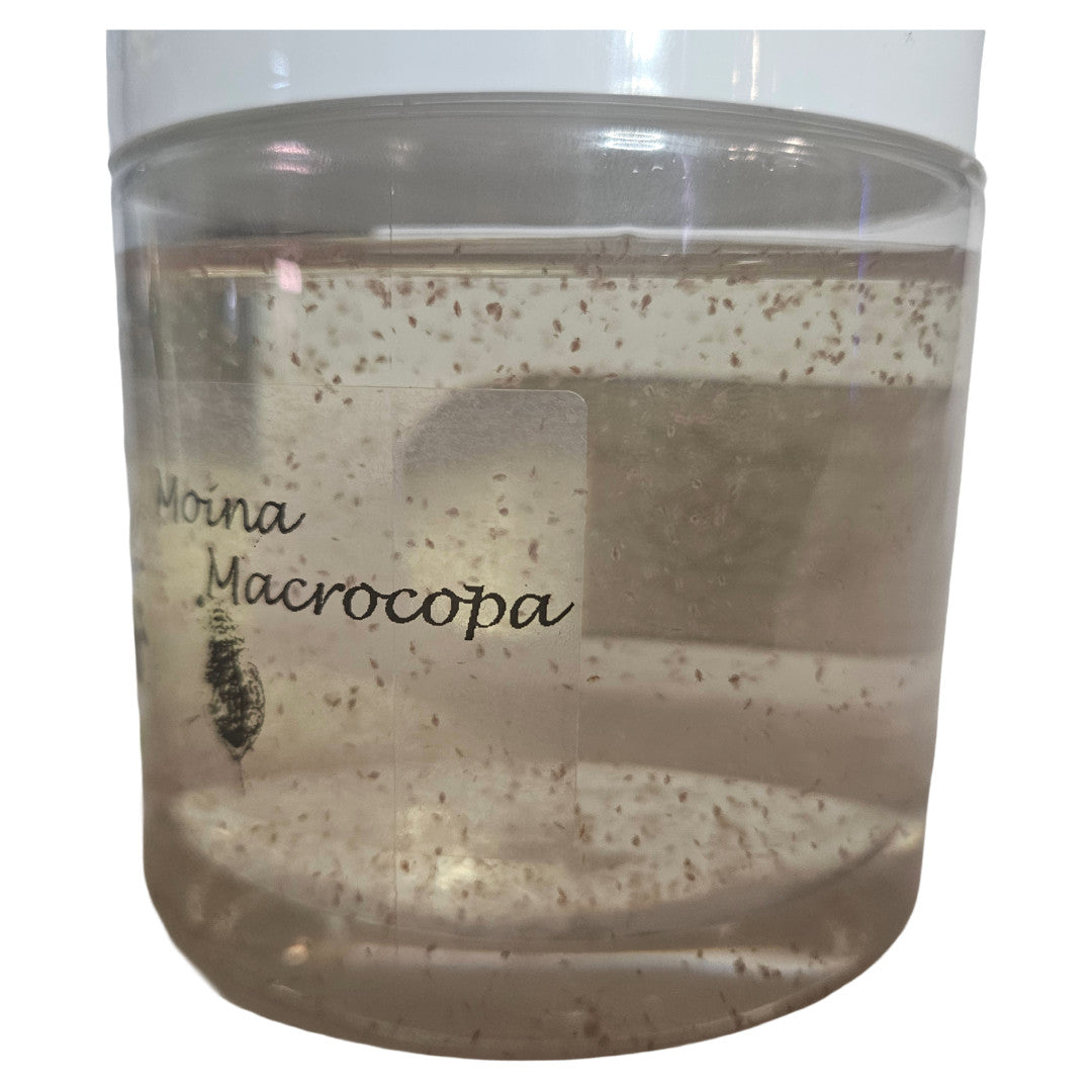 Live Moina Macrocopa 1000+ & Live Chlorella Vulgaris Cultures +Nutrients