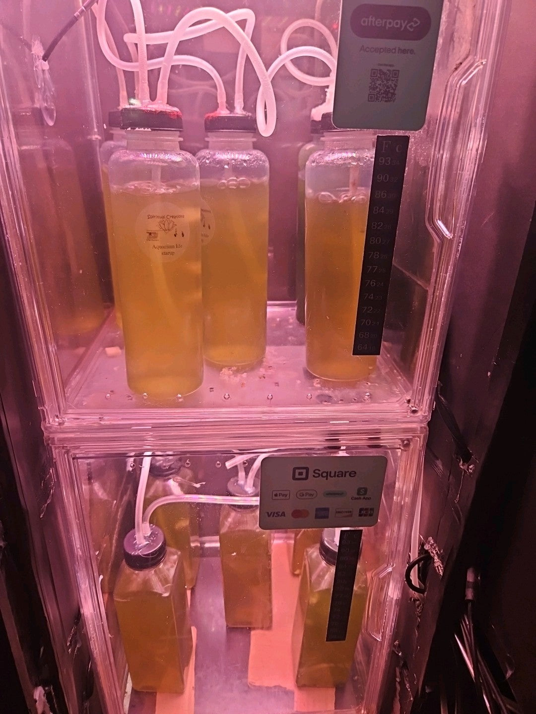 1000+ Live Moina Macrocopa (Daphnia's Smaller Cousin)  Culture, food mix too!