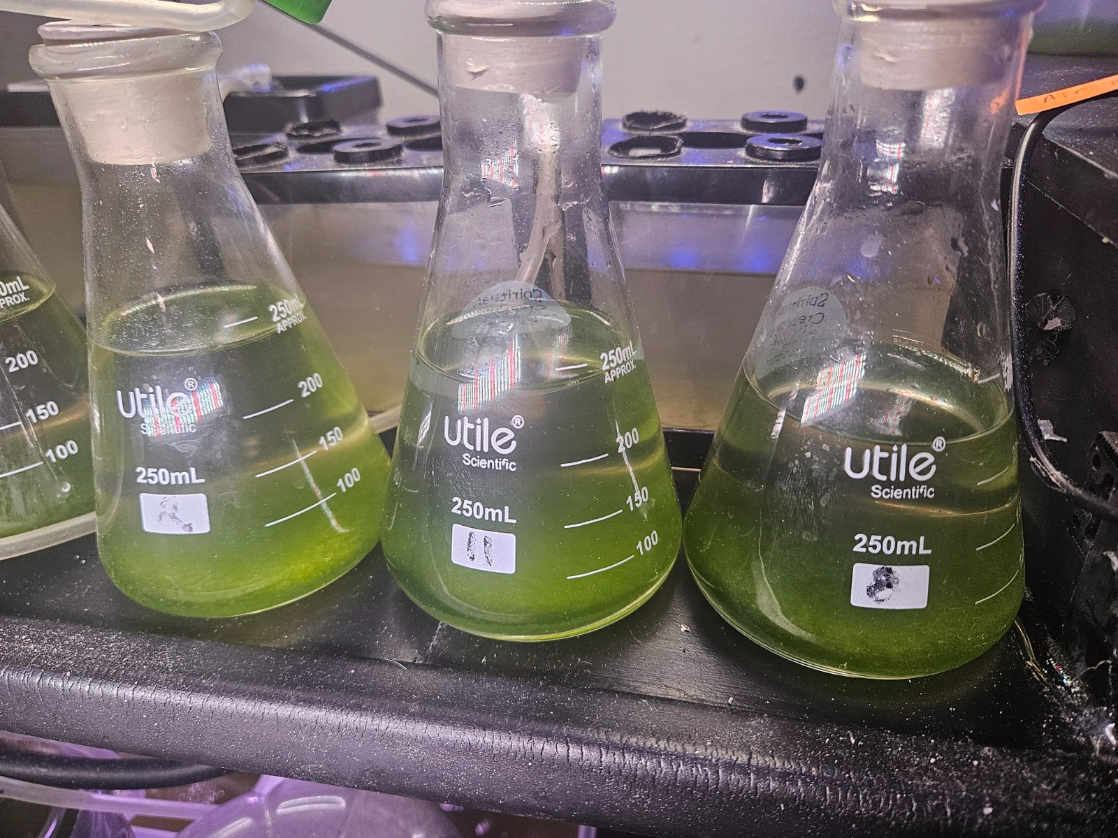 Live Chlorella Vulgaris Culture (500ml) and Algae Growth Nutrient (250ml)