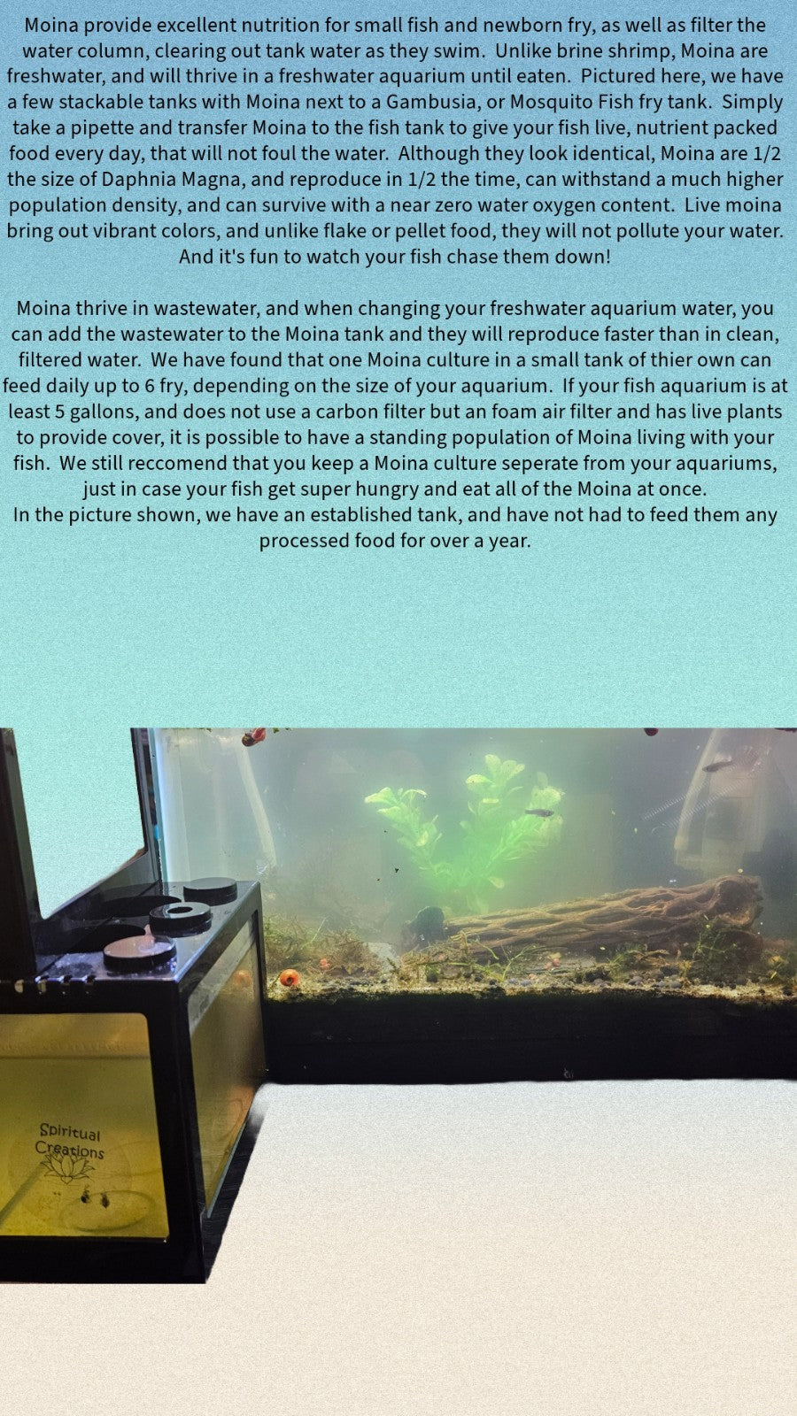 2000+ Live Moina Macrocopa 22oz container, with spirulina and dry yeast food mix