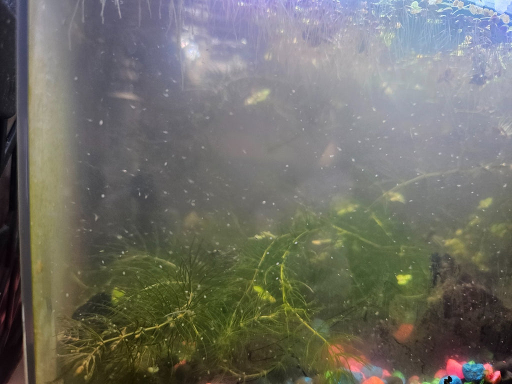 1000+ Live Moina Macrocopa (Daphnia's Smaller Cousin)  Culture, food mix too!