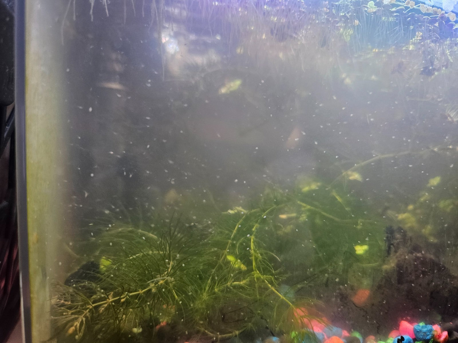 1000+ Live Moina Macrocopa (Daphnia's Smaller Cousin)  Culture, food mix too!