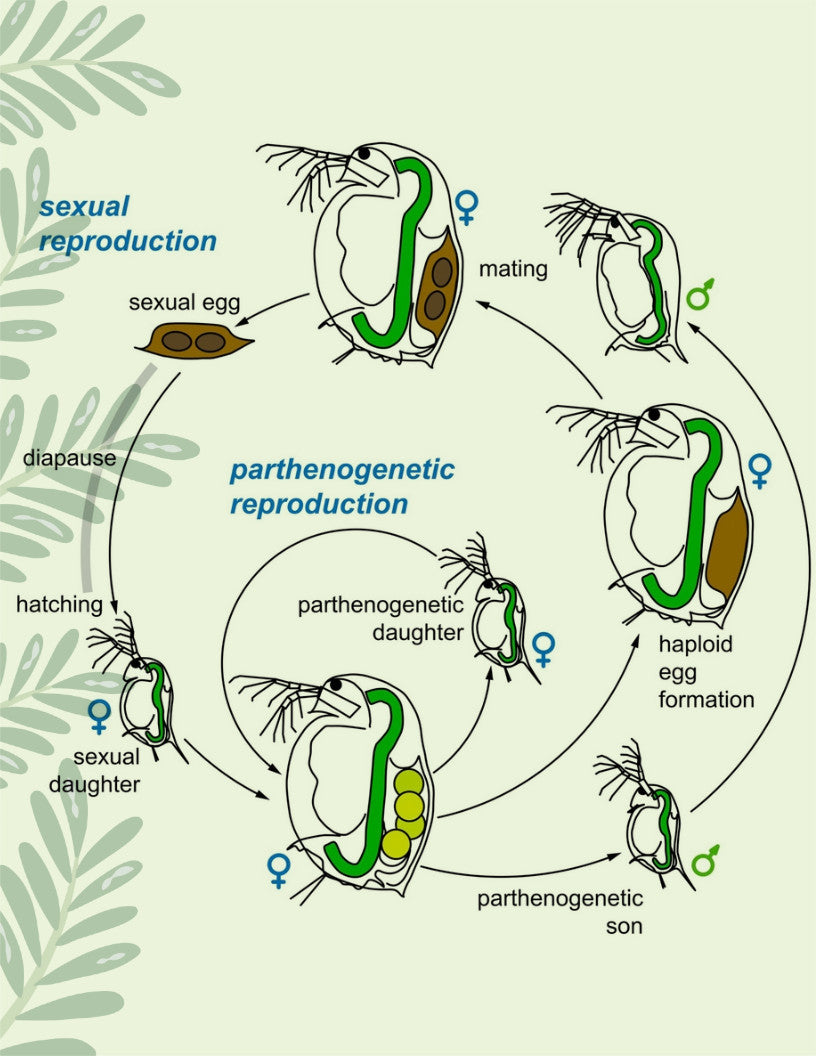 1000+ Live Moina Macrocopa (Daphnia's Smaller Cousin)  Culture, food mix too!
