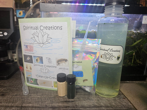 1000+ Live Moina Macrocopa (Daphnia's Smaller Cousin)  Culture, food mix too!