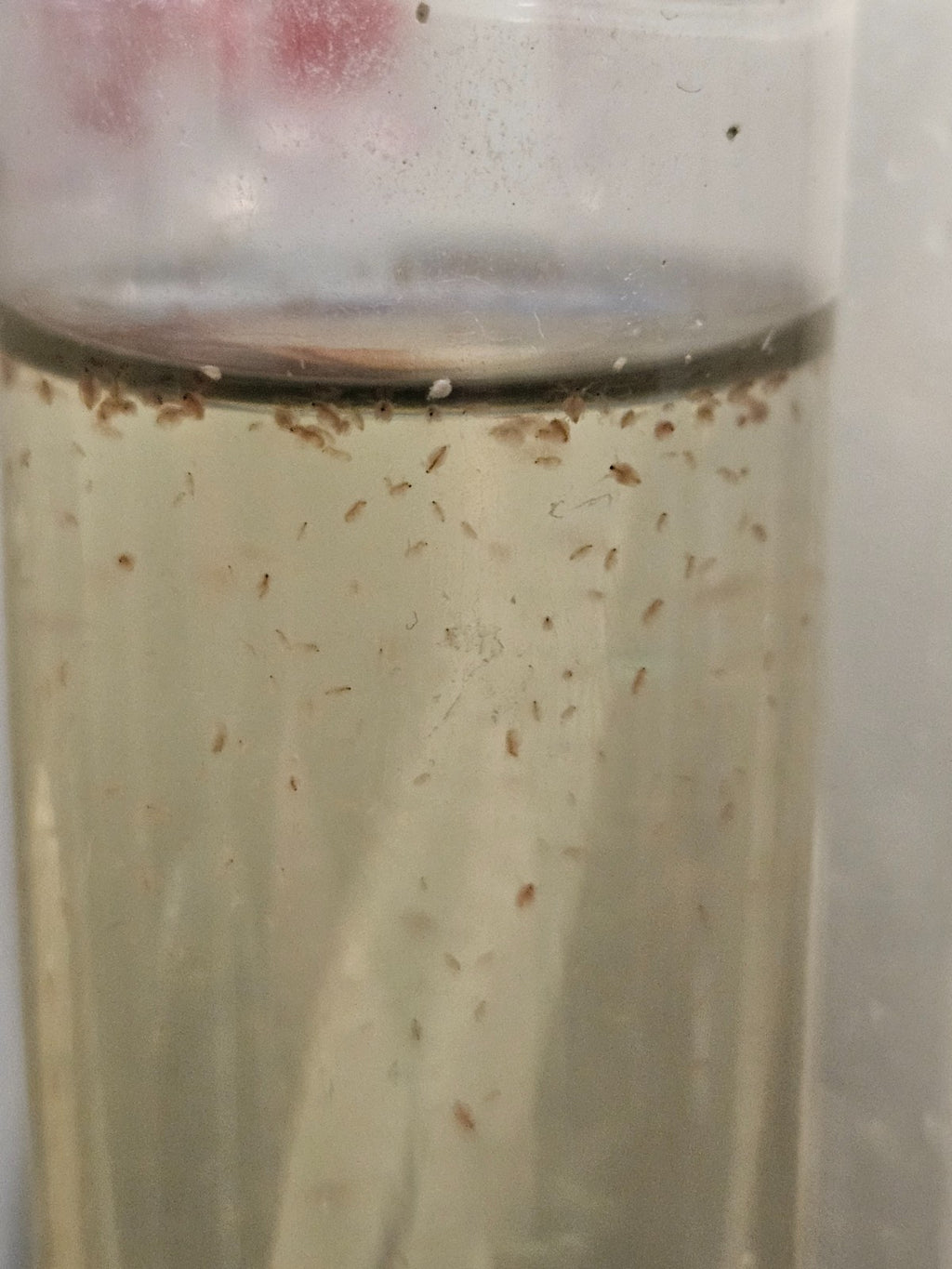 1000+ Live Moina Macrocopa (Daphnia's Smaller Cousin)  Culture, food mix too!