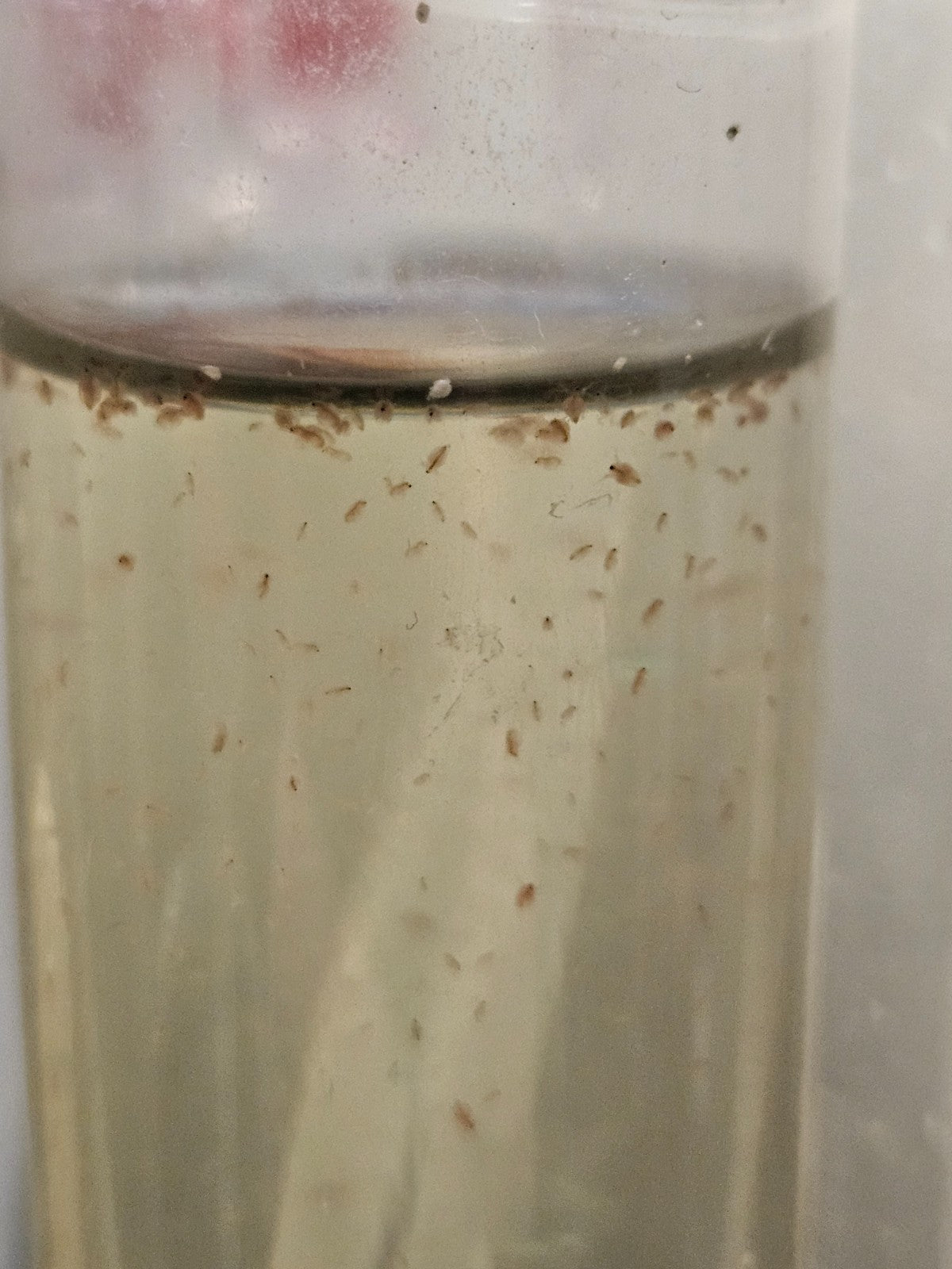 1000+ Live Moina Macrocopa (Daphnia's Smaller Cousin)  Culture, food mix too!