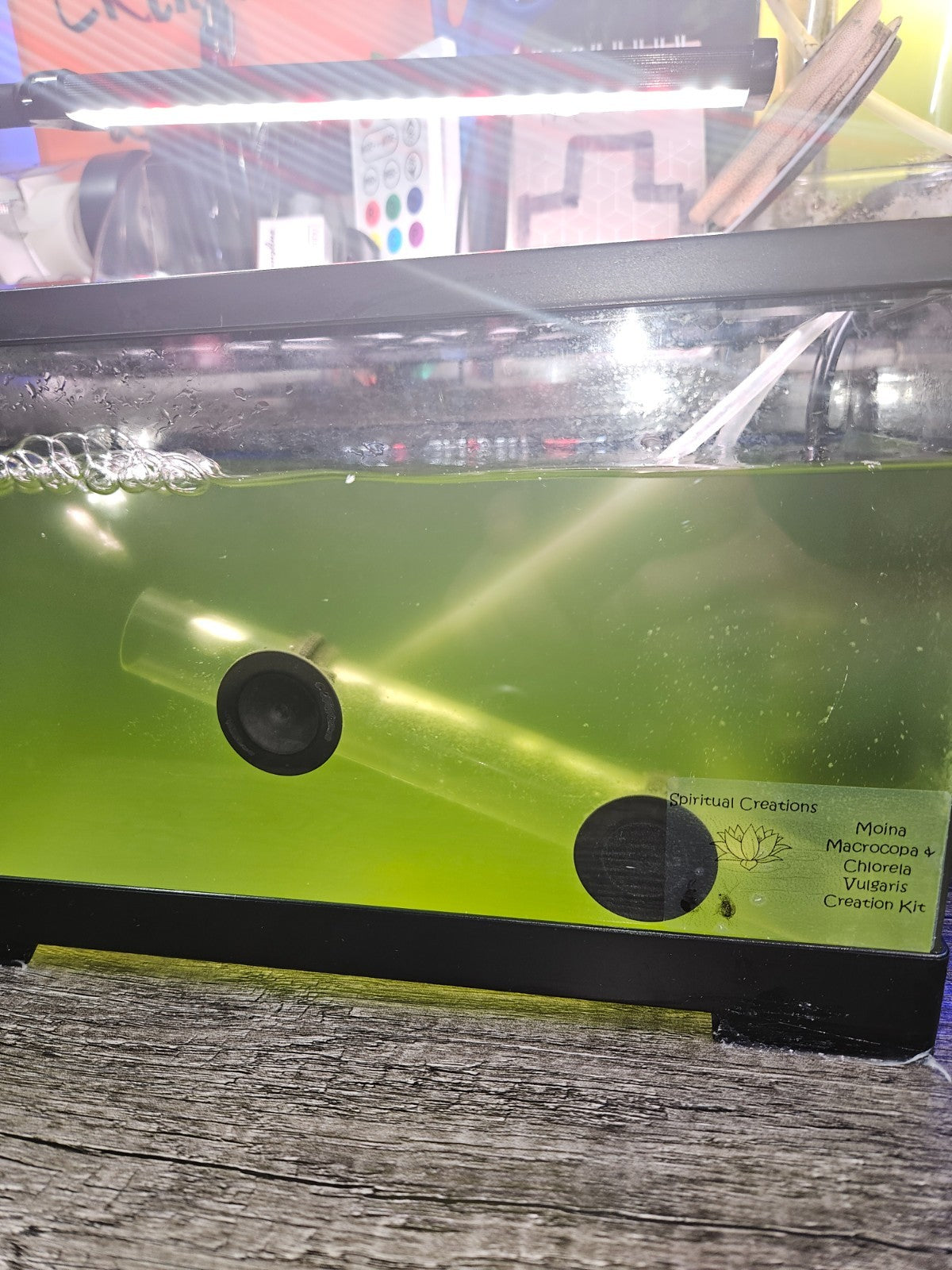 1000+ Live Moina Macrocopa (Daphnia's Smaller Cousin)  Culture, food mix too!