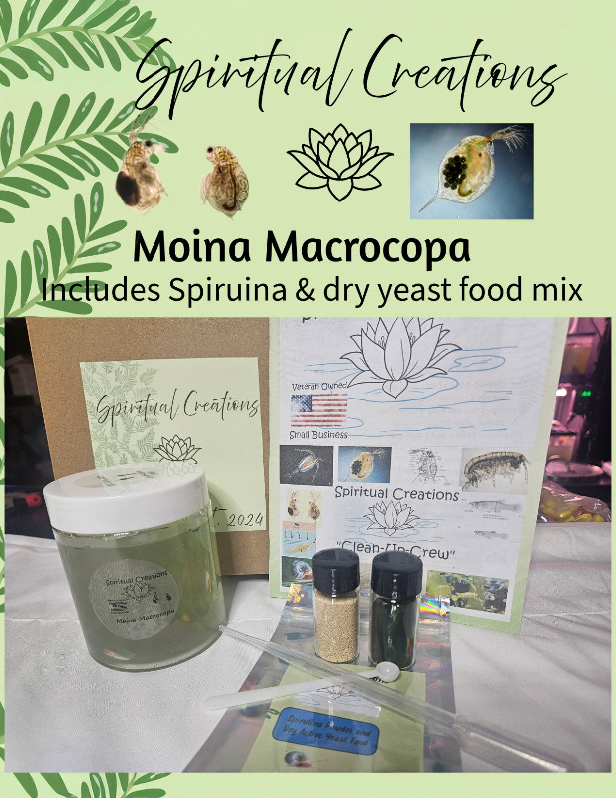 1000+ Live Moina Macrocopa Culture, Hornwort, Java Fern Live plants,snails,shrim