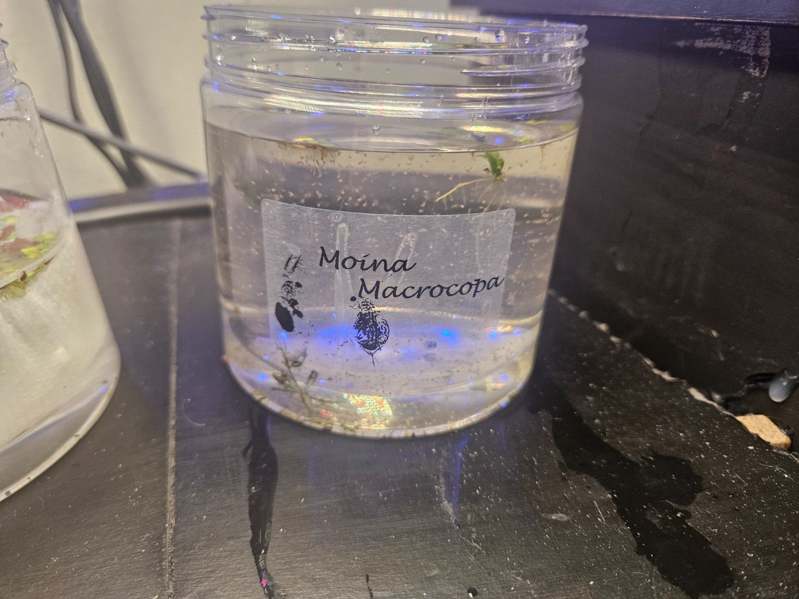 2000+ Live Moina Macrocopa 22oz container, with spirulina and dry yeast food mix