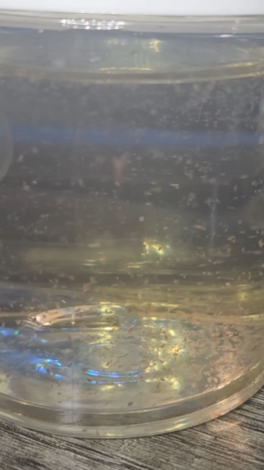 1000+ Live Moina Macrocopa Culture, Hornwort, Java Fern Live plants,snails,shrim