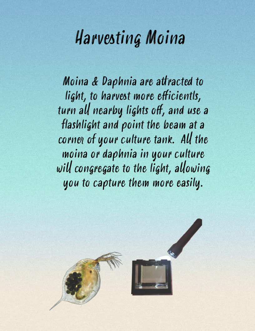 2000+ Live Moina Macrocopa 22oz container, with spirulina and dry yeast food mix